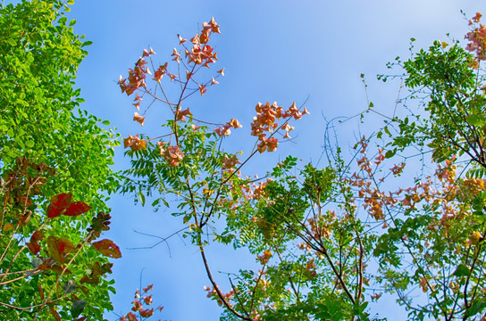 秋日天空