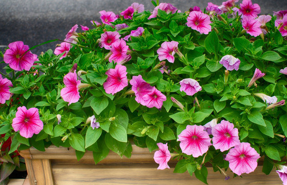 矮牵牛花