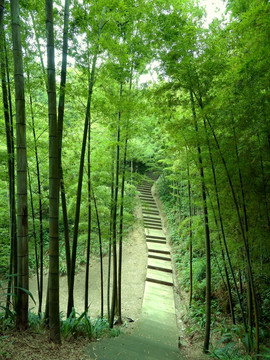 竹林小路 石梯
