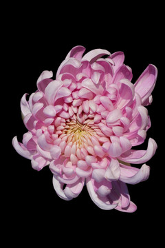 粉红色菊花写真