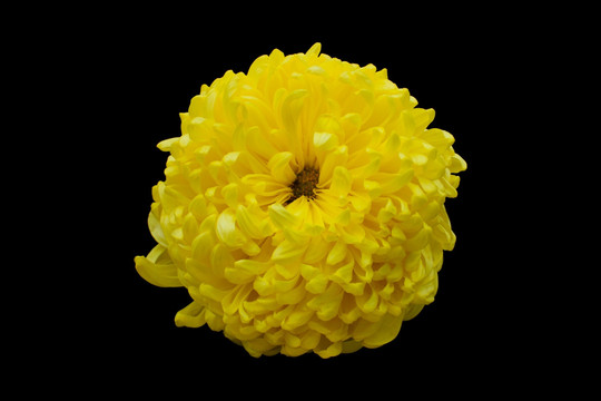 黄色菊花写真