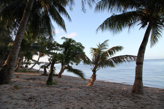 塞班海岛椰树