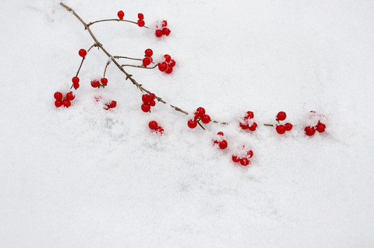 一支红豆雪中艳