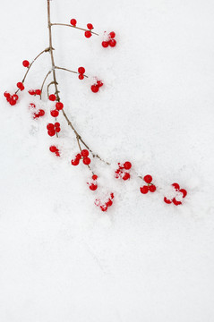 一红一雪一景冬
