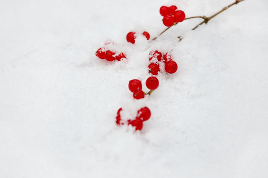 雪中一抹红