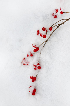一支红豆一景雪