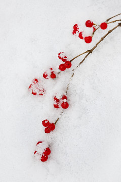 一支忍冬雪中艳