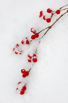 红果盈白雪