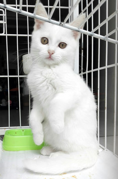 白色短毛猫