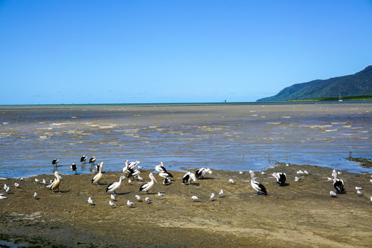 海滩湿地水鸟