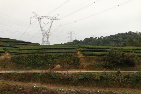 长龙茶园