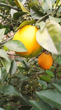 果树