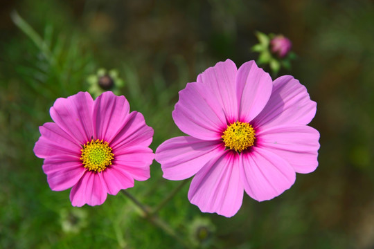 格桑花 花卉特写