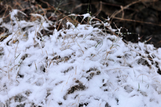 雪  积雪