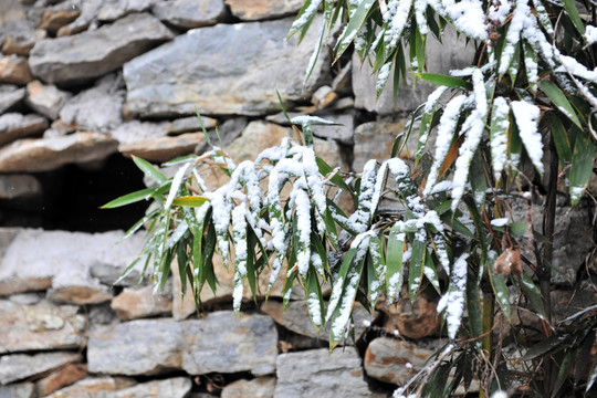 落雪的竹叶