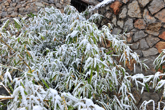 竹子  积雪