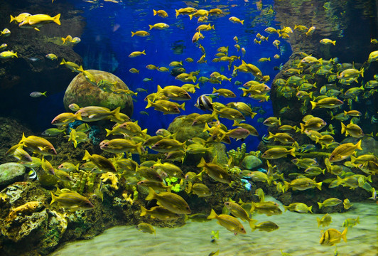 鱼群 海洋世界 水族馆