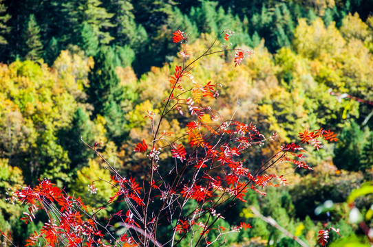 秋天 红叶