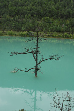 水中树 自然 冰山水 湖中的树