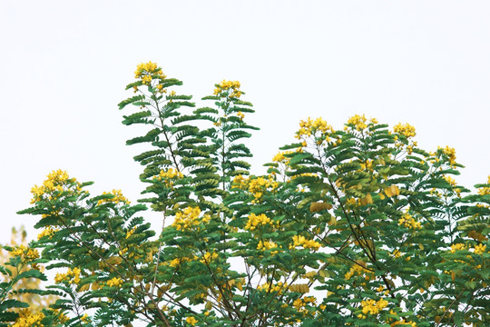 黄花槐