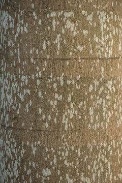 椰子树干纹理
