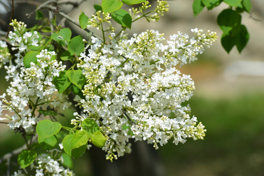 丁香花