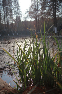 青岛湛山寺水塘