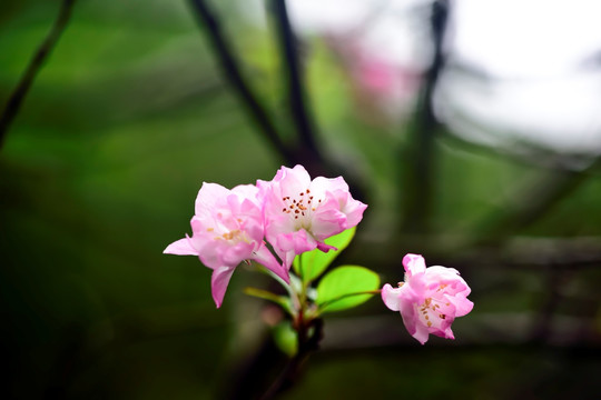 垂丝海棠