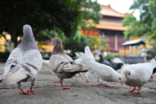 净慈寺鸽子