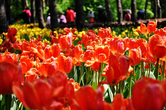 郁金香花