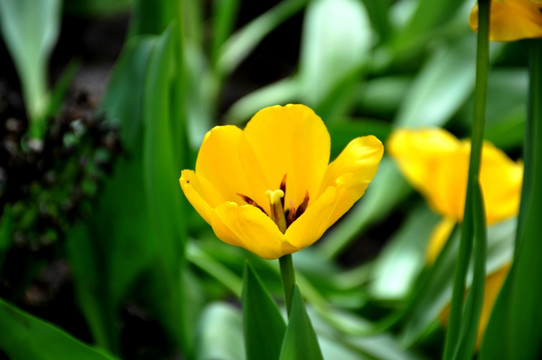 郁金香花