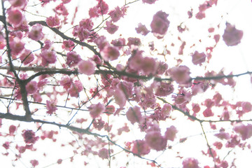 岑巩迎春花梅花