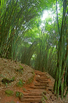 竹林 竹径 山谷小径