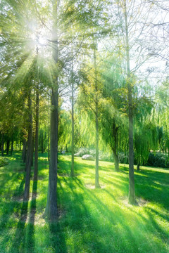 阳光树林