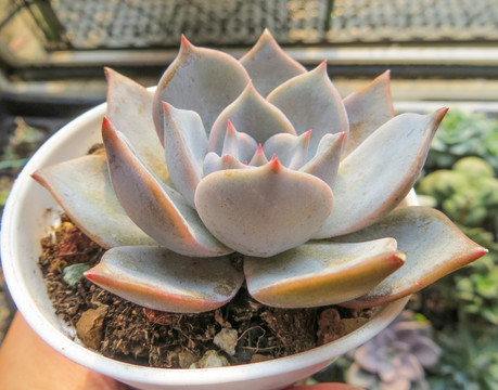 多肉植物