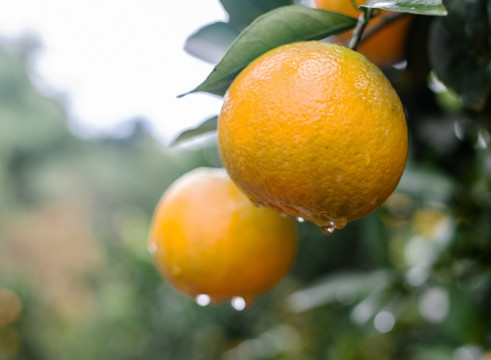橙子 橘子 柑橘种植