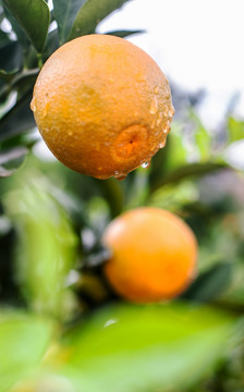 橙子 柑橘种植 果园 水果