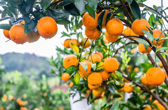 橙子 柑橘种植 果园