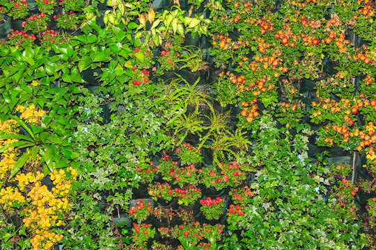 鲜花墙 鲜花背景