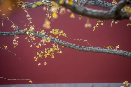 大觉寺