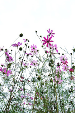 格桑花