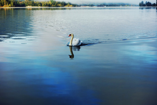 东欧宁静湖泊中悠闲的白天鹅