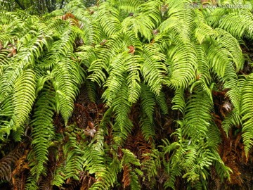 蕨类植物 森林地表 背景素