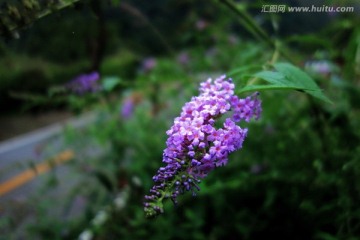 醉鱼草 紫色野花 一串紫