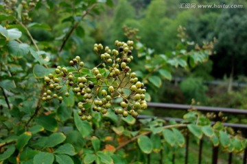 紫薇种子 紫薇树 黑色野果