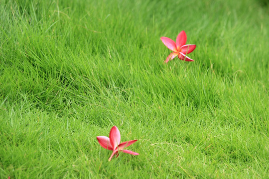 草地鸡蛋花