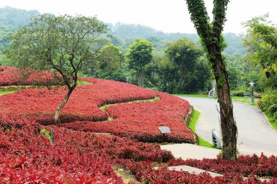 穗冠花花田