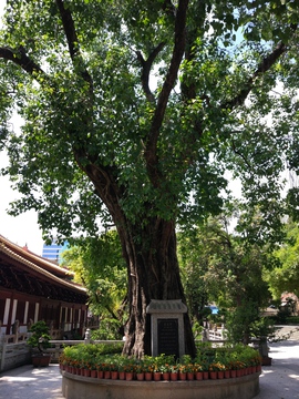 中国第一棵佛祖悟道千年菩提树