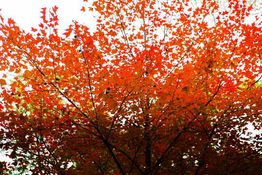 天平山秋色 红叶