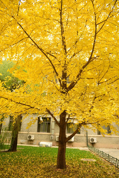 校园银杏树